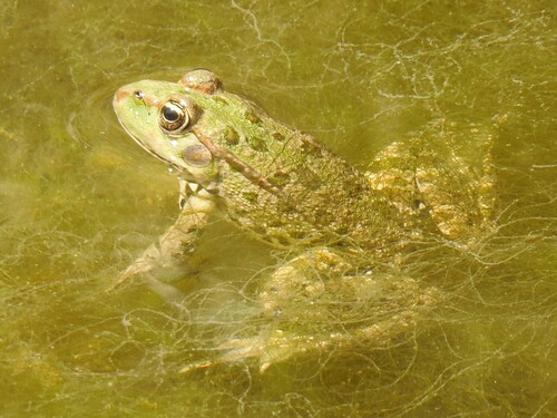 Marsh Frog