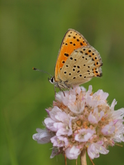 Lycaena bleusei