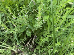 Scutellaria racemosa