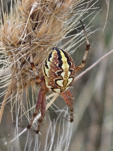 Bordered Orbweaver