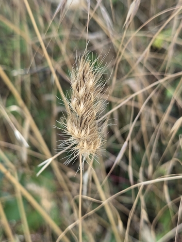 bristly dogtail grass