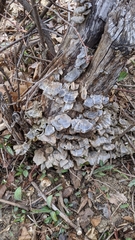 Trametes versicolor image