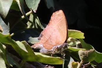 Eastern Splendid Fig-tree Blue