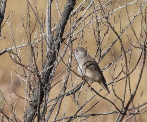 Zebra Finch