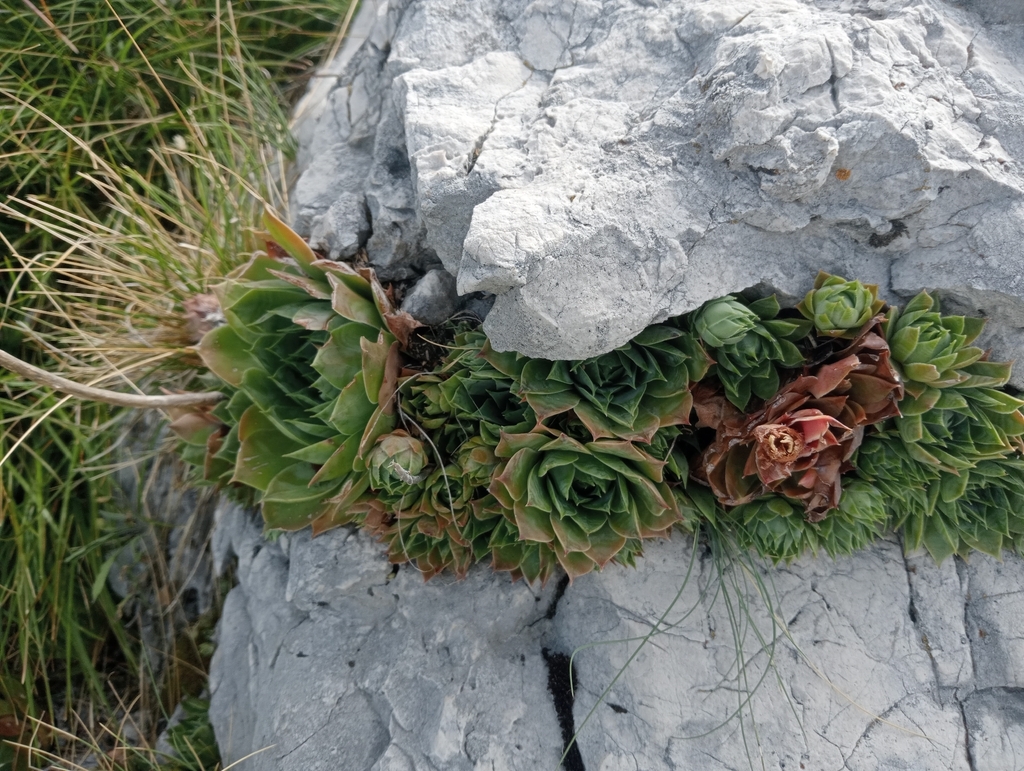 Sempervivum soculense