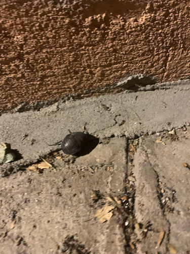 Egyptian Cockroach