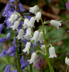 Hyacinthoides × massartiana