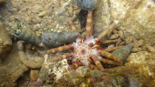 Eucidaris metularia, 2026-07-07