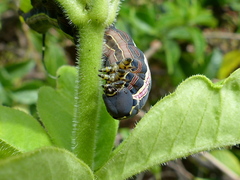 Isognathus allamandae