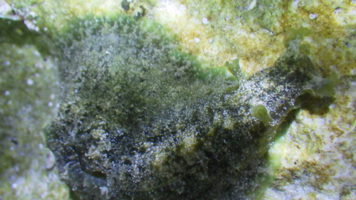 Dolabrifera dolabrifera, 2026-07-07