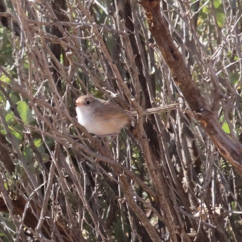 White-winged Fairywren