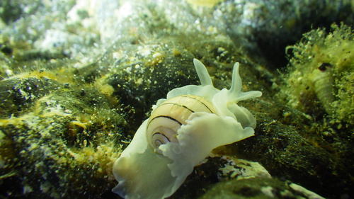 Hydatina amplustre observed 2026-07-07