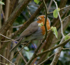 Erithacus rubecula