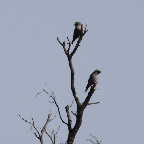 Black-faced Woodswallow