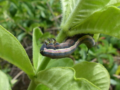 Isognathus allamandae