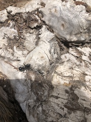 Camponotus laevissimus