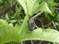 Isognathus allamandae