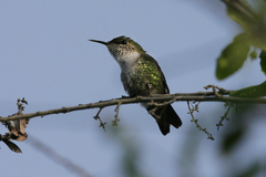 Mellisuga minima