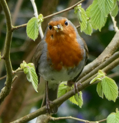 Erithacus rubecula