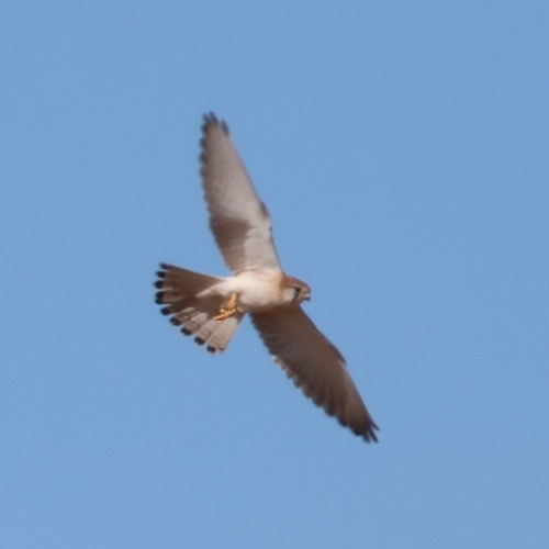 Nankeen Kestrel
