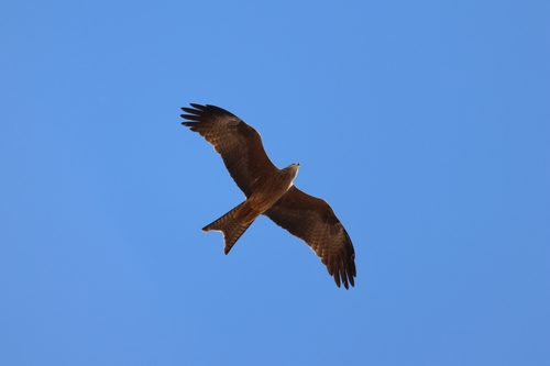 Black Kite