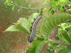 Isognathus allamandae