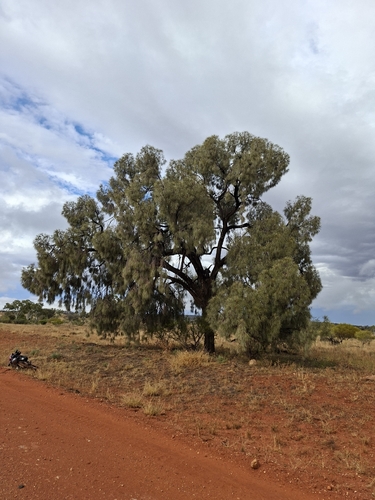desert sheoak