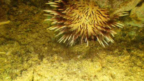 Pseudoboletia indiana observed 2026-07-07