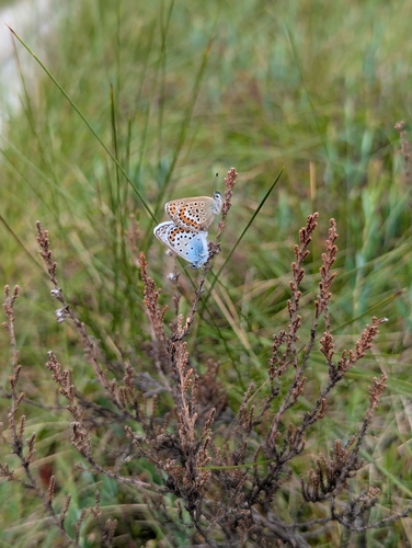 Silver-studded Blue
