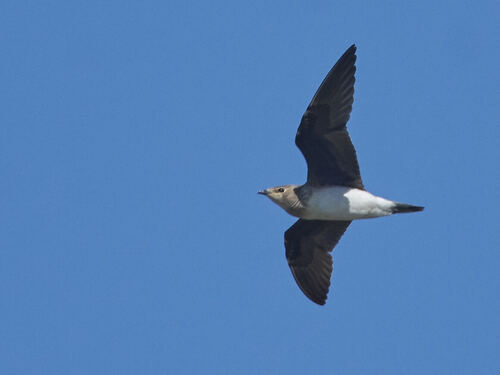 iNaturalist: (c) floarea popovici, some rights reserved (CC BY-NC), uploaded by floarea popovici iNaturalist image
