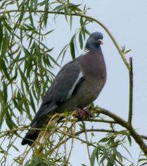 Columba palumbus