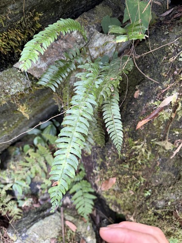 Polystichum acutidens observed 2026-06-22