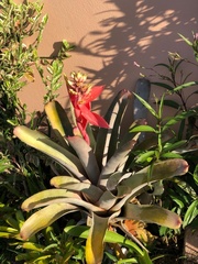 Aechmea chantinii