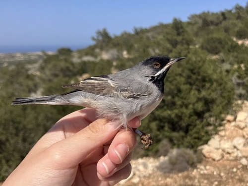 Rüppell's Warbler, Γαύδος, Γαύδος, Κρήτη, GR, photo 8 of 10