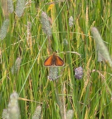 Essex Skipper