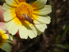 Gonocerus insidiator
