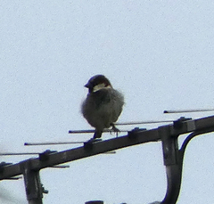 Passer domesticus