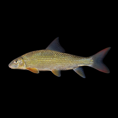 Smallmouth Redhorse photo 1