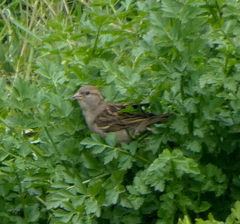 Passer domesticus