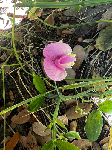 iNaturalist observation photo of broad-leaved sweet pea