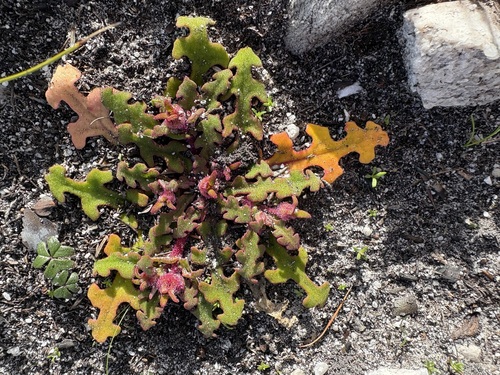 Weedy Sandfig