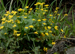 Caltha palustris