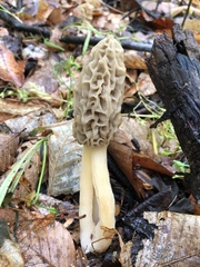 Morchella diminutiva