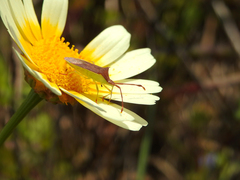Gonocerus insidiator