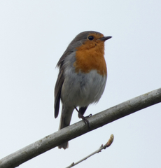 Erithacus rubecula