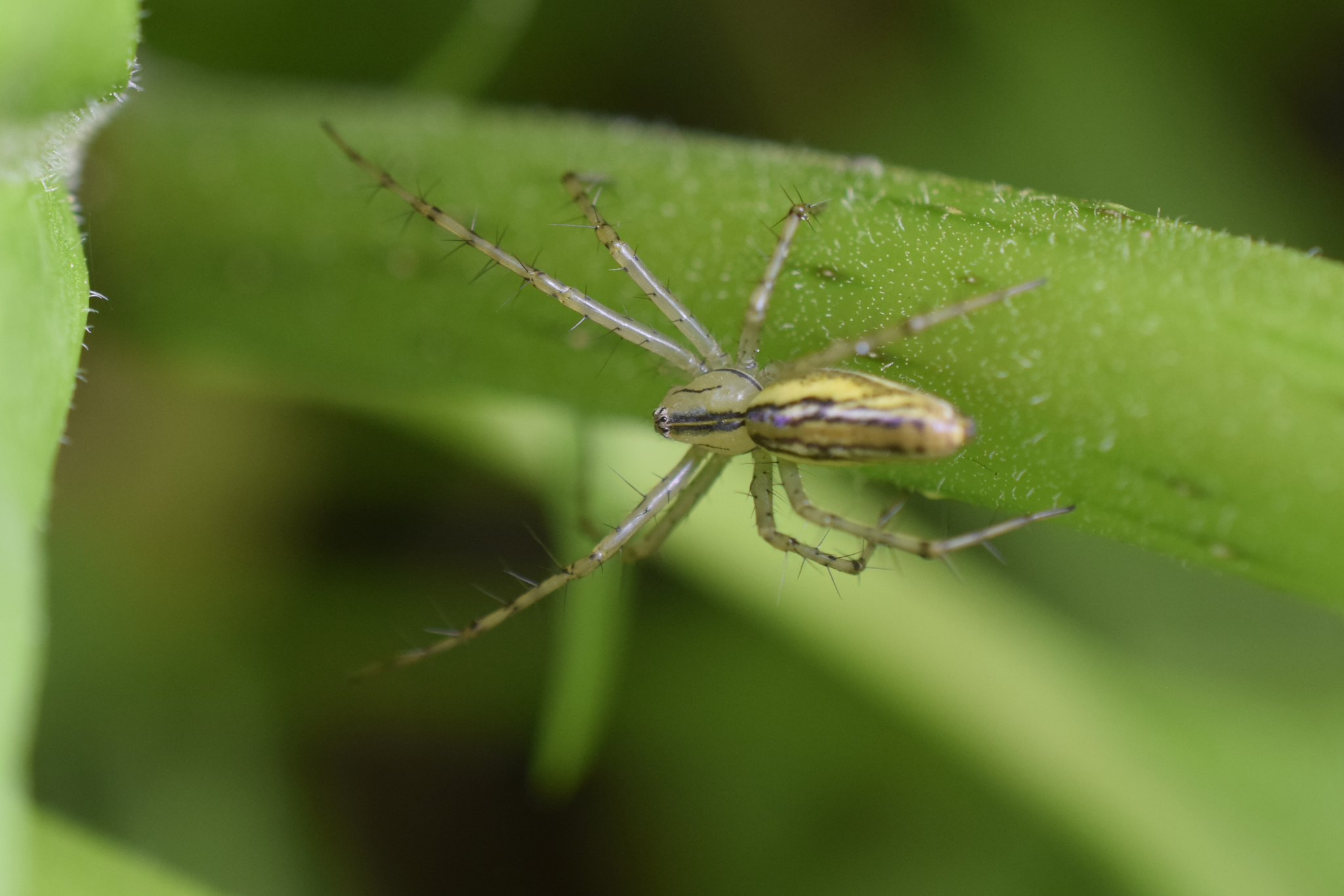 Oxyopidae image