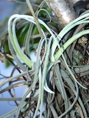 Tillandsia