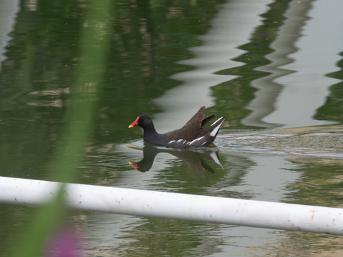 Eurasian Moorhen