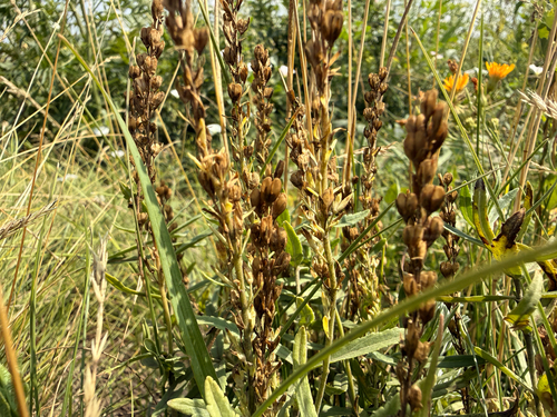 Veronica prostrata