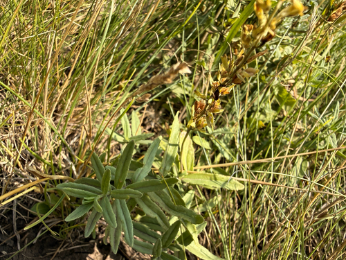 Veronica prostrata, photograph 1